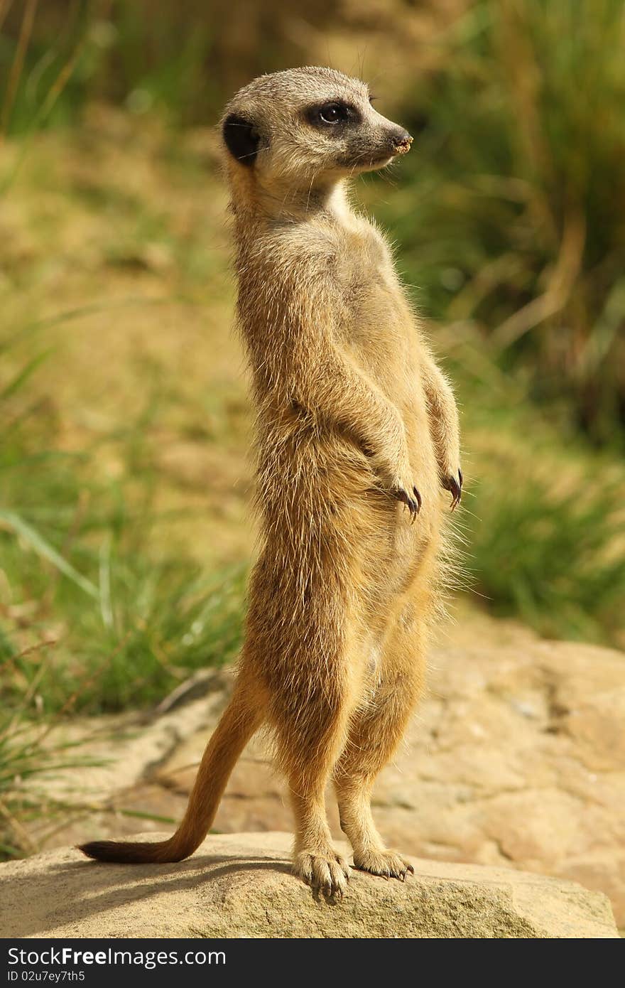 Animals: Meerkat standing upright an d on alert