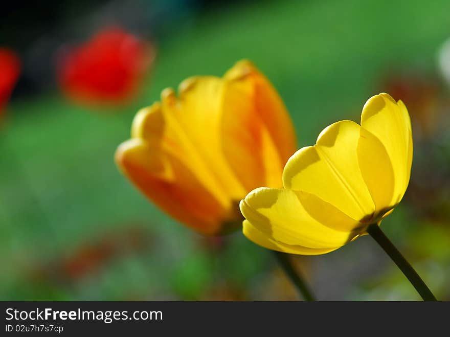 Yellow tulip