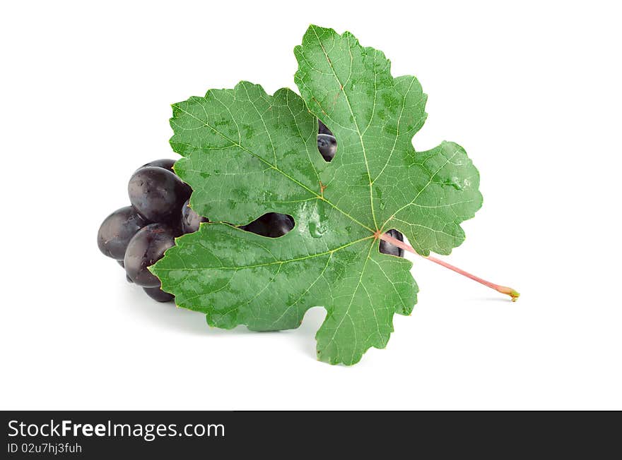 Blue grape isolated on white background. Blue grape isolated on white background