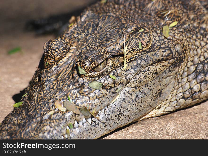 Close up of a crocodile