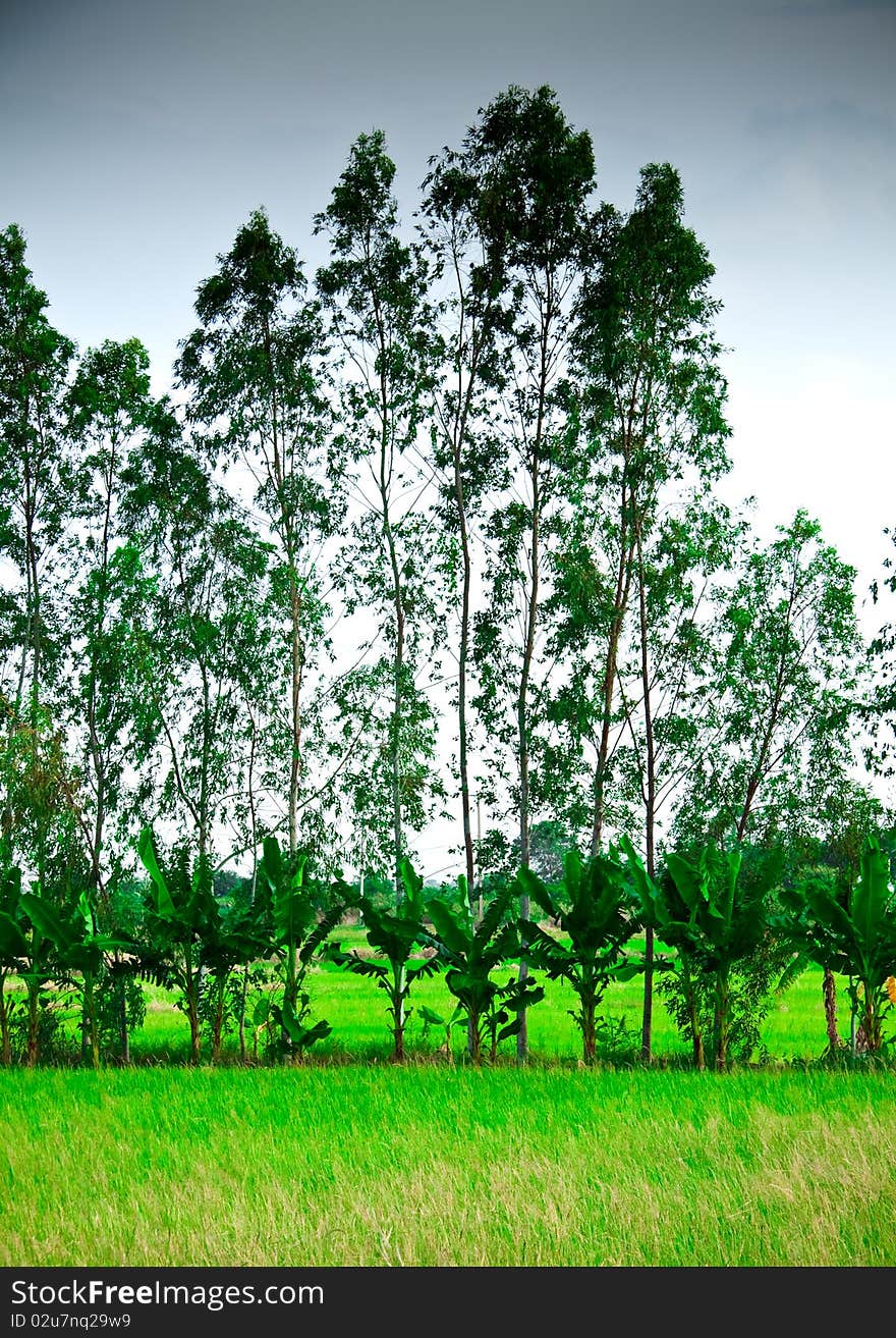 Banana and eucalyptus plant that make as rice farm border in Thailand.