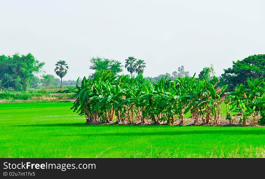 Line of banana plant that make as a rice field border