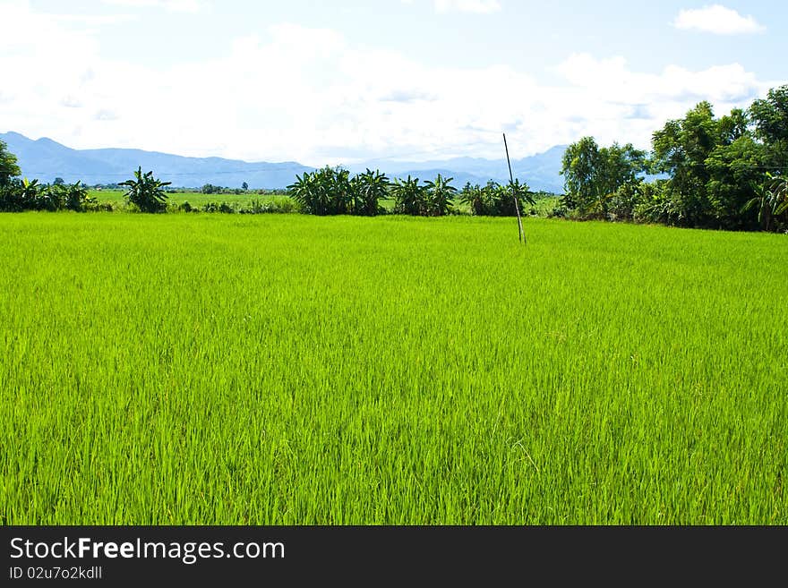 Green rice farm in ruralside,clear nature