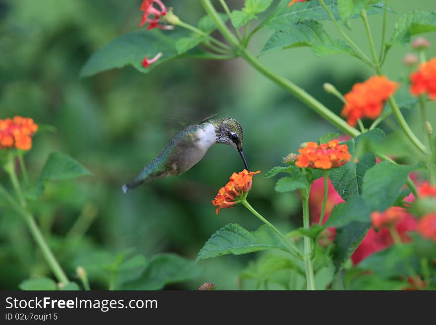 Hummingbird