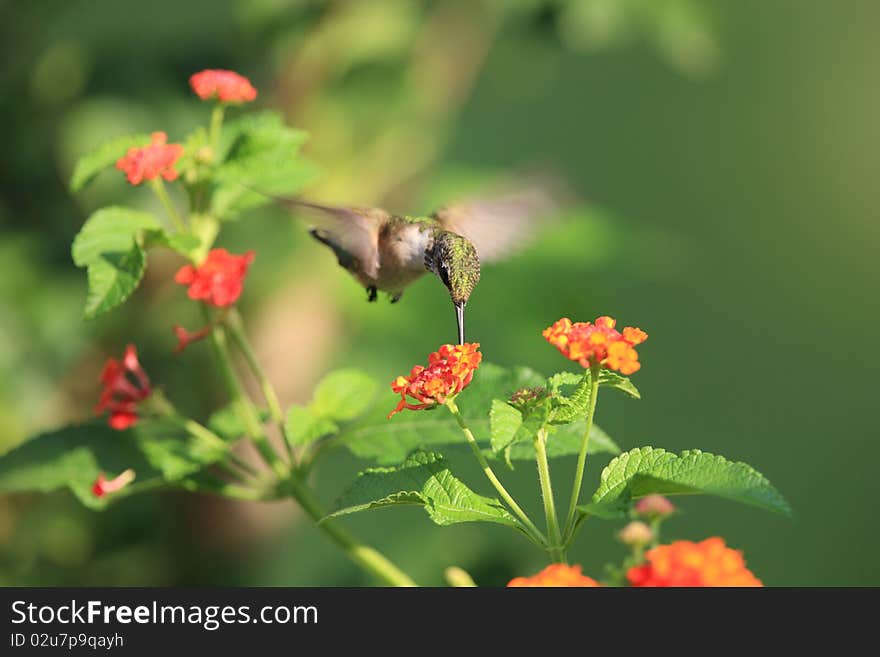 Hummingbird