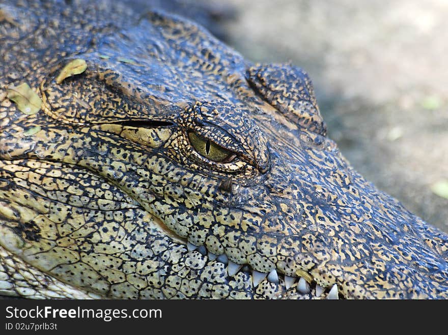 Close up of a crocodile