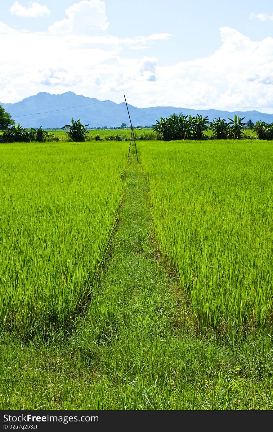 Green rice farm in ruralside,clear nature