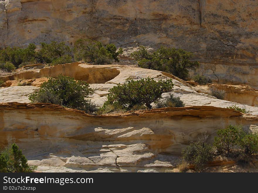 Desert plants growing on a rocky mountain side.