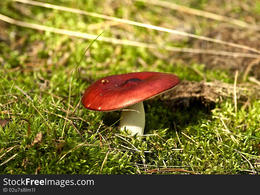 Poisonous mushroom can not eat it. Poisonous mushroom can not eat it