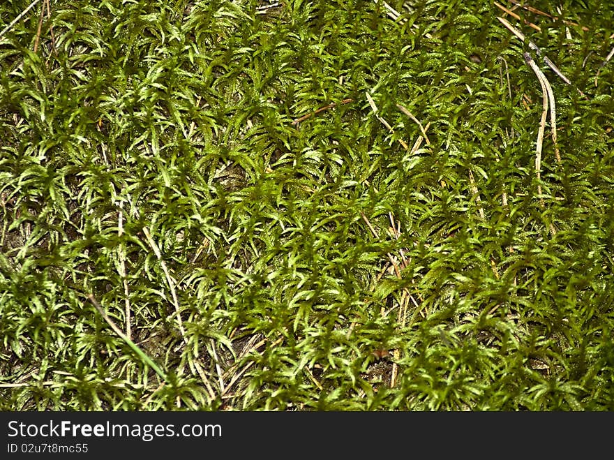 Forest moss at the end of year
greem grass texture