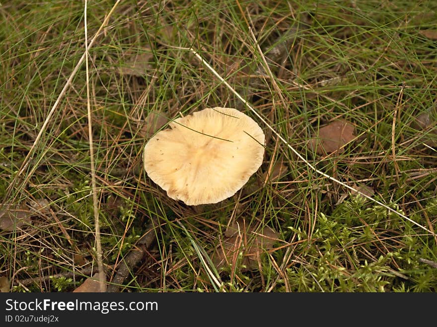 Poisonous mushroom can not eat it. Poisonous mushroom can not eat it