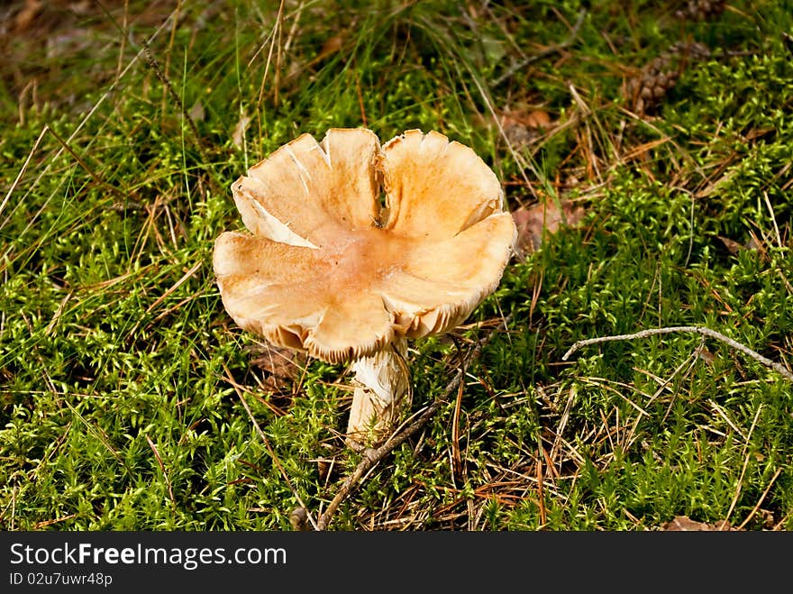 Poisonous mushroom can not eat it. Poisonous mushroom can not eat it