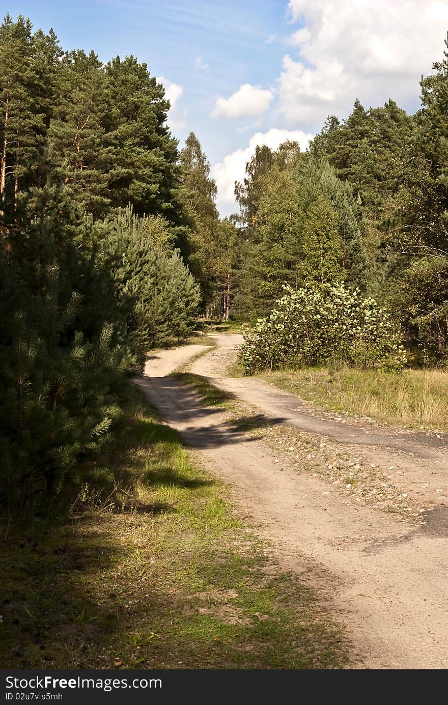 Forest road to the fungi