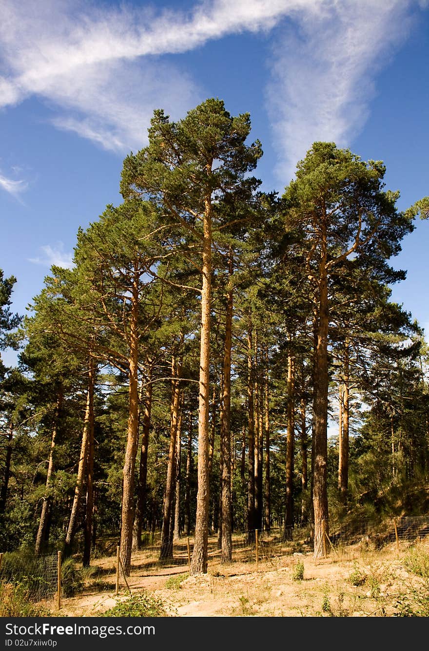 Valsain photography pine in summer, high mountain of Segovia. Valsain photography pine in summer, high mountain of Segovia