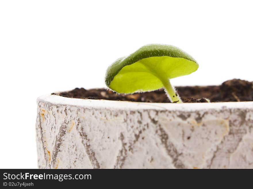 Young plant isolated on white. Young plant isolated on white