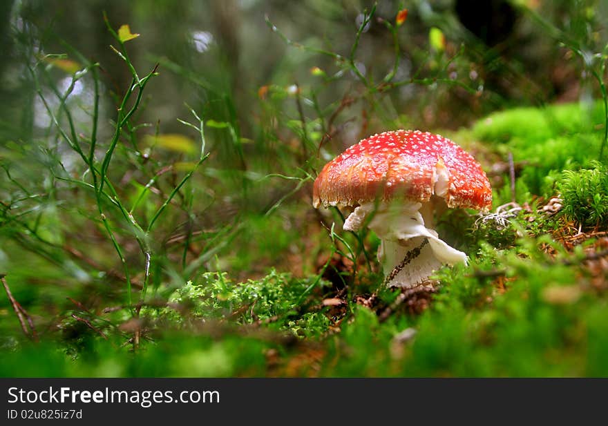 Fairytale like fly agaric mushroom, in the forest, on a rainy day.
Fly agaric mushroom is a poisonous and psychoactive fungus. Fairytale like fly agaric mushroom, in the forest, on a rainy day.
Fly agaric mushroom is a poisonous and psychoactive fungus.