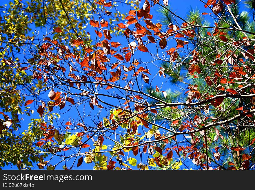 Colorful autumn leaves against a beautiful blue sky. Colorful autumn leaves against a beautiful blue sky.