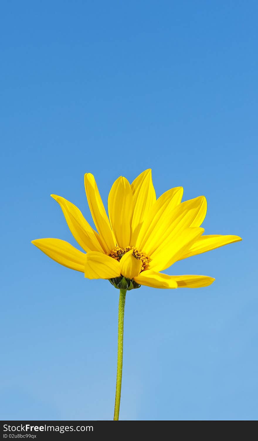 Autumn flower rudbeckia and blue sky background