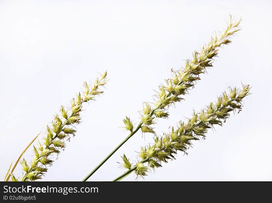 A studio shot of south west grass burrs isolated  against a white background. A studio shot of south west grass burrs isolated  against a white background.