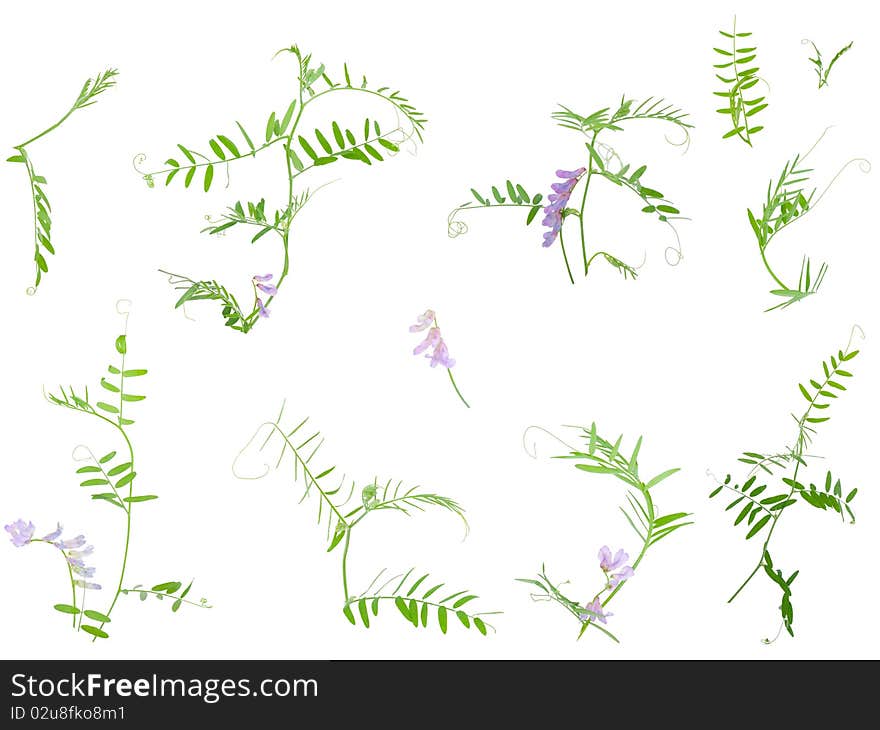 Set of wild vetch