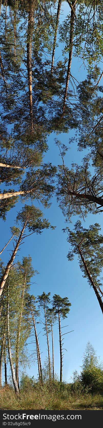 Semi-spherical panorama of pine forest. Semi-spherical panorama of pine forest