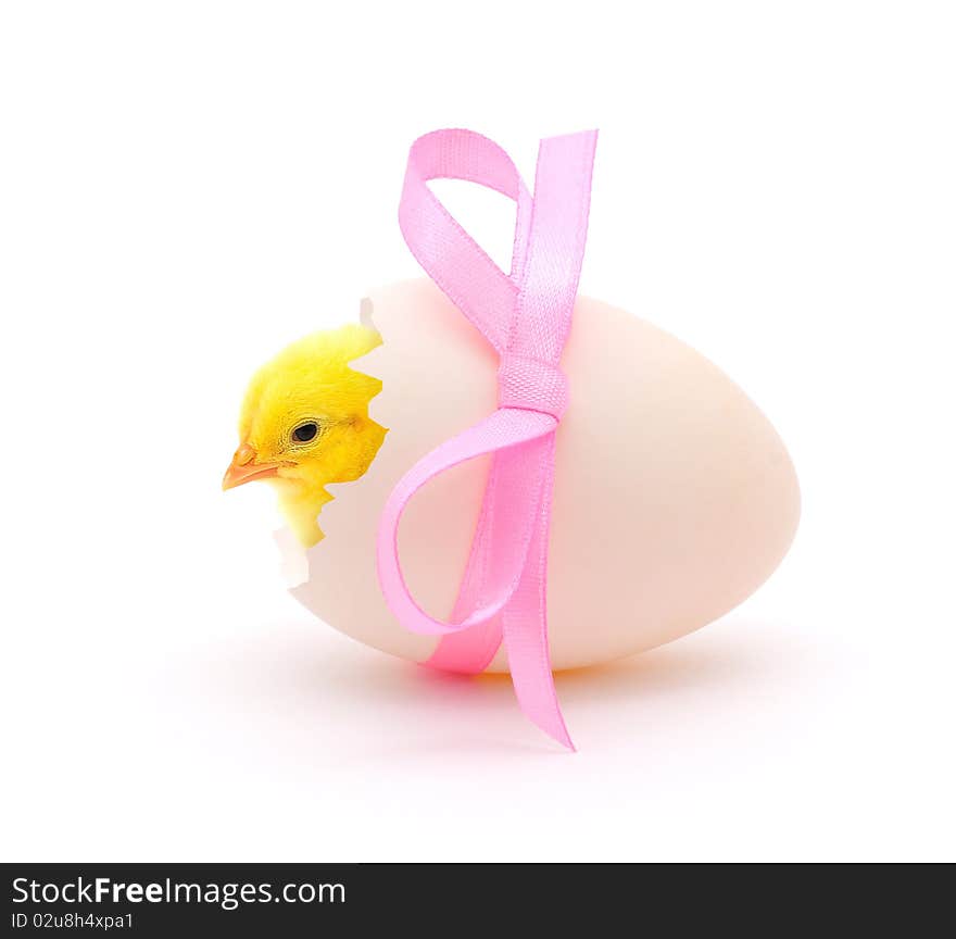 Chicken coming out of a white egg