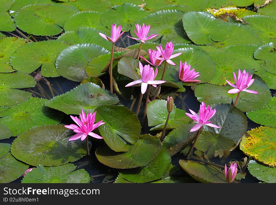 Water lilly