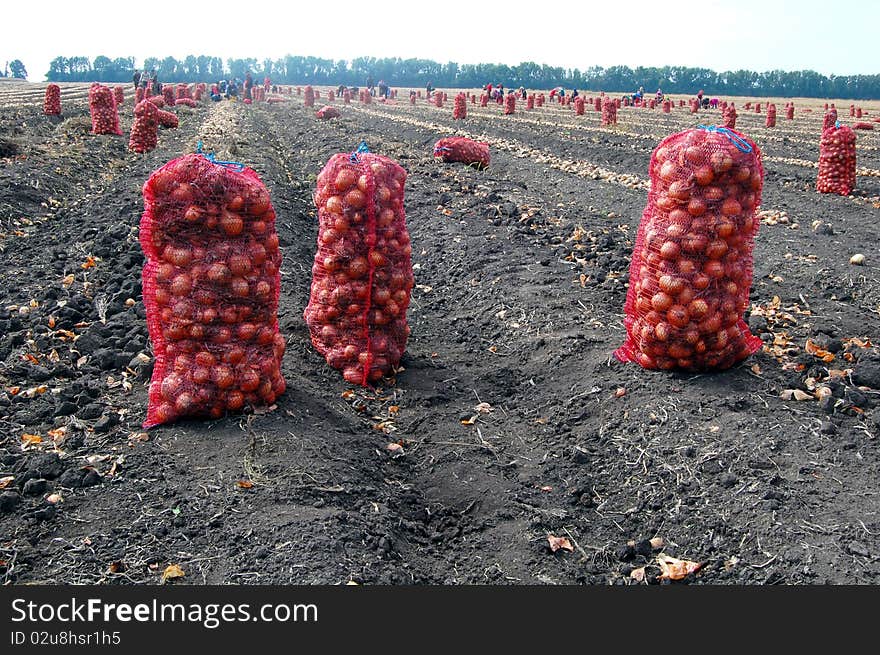 Harvesting onion