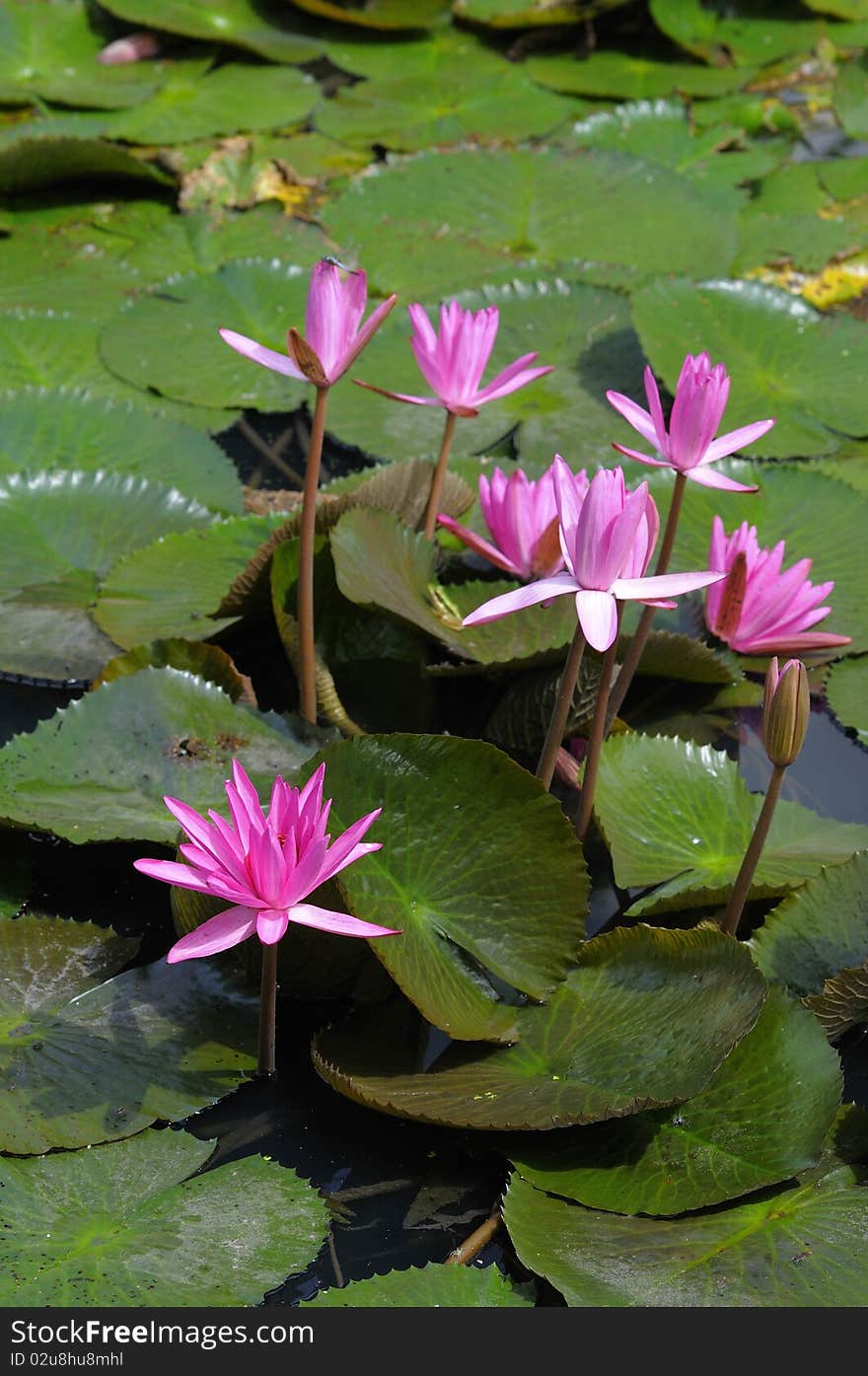 Water lilly