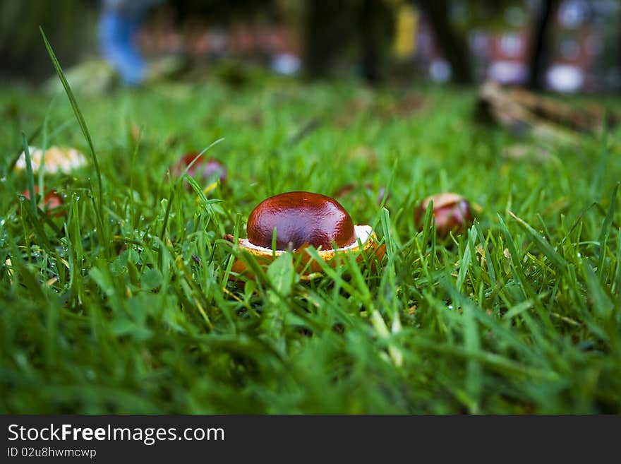 Beauty Chestnut