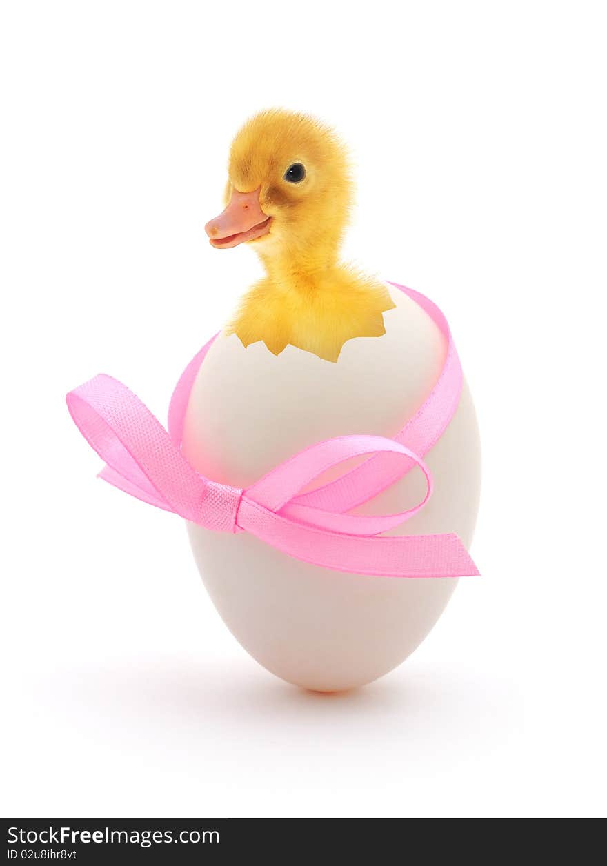 Duckling coming out of a white egg