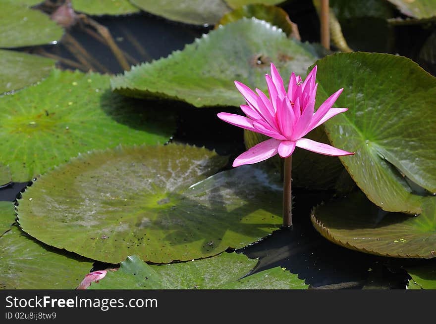 Water lilly