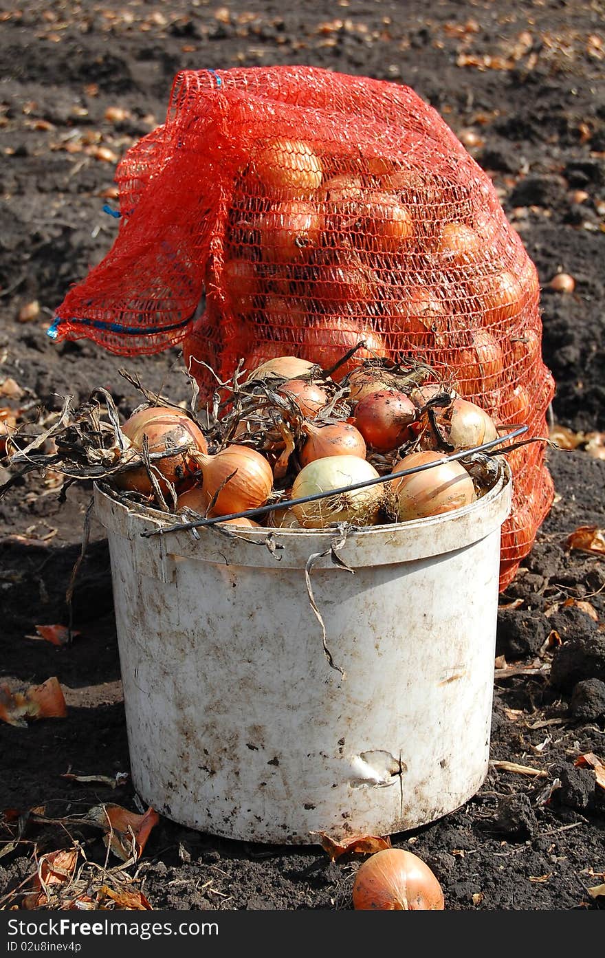 Onion in bucket and bag