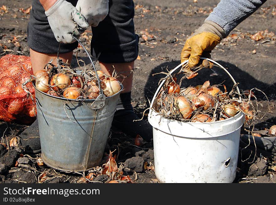 Onion in buckets during its harvesting