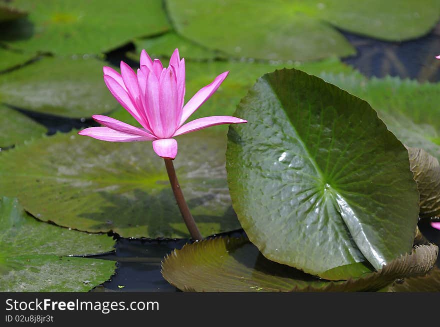 Water lilly