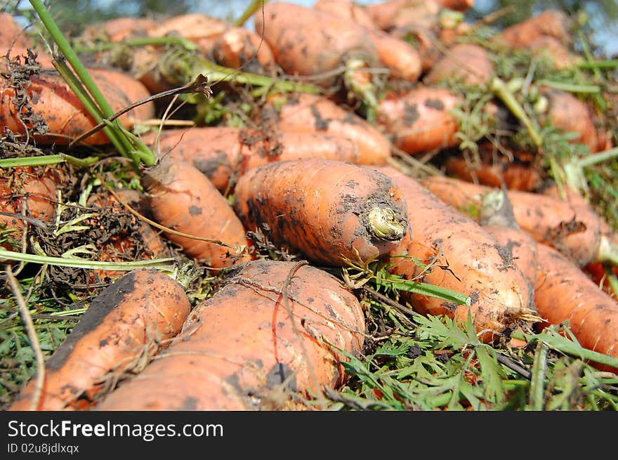 Carrot during harvesting which lie into trailer