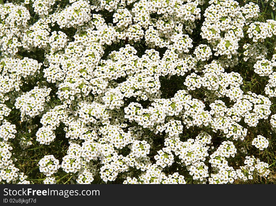 White flowers