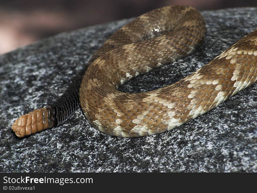 Tail of rattlesnake, Crotalus molossus