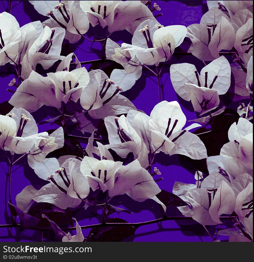 White bougainvillea on purple painted wall background