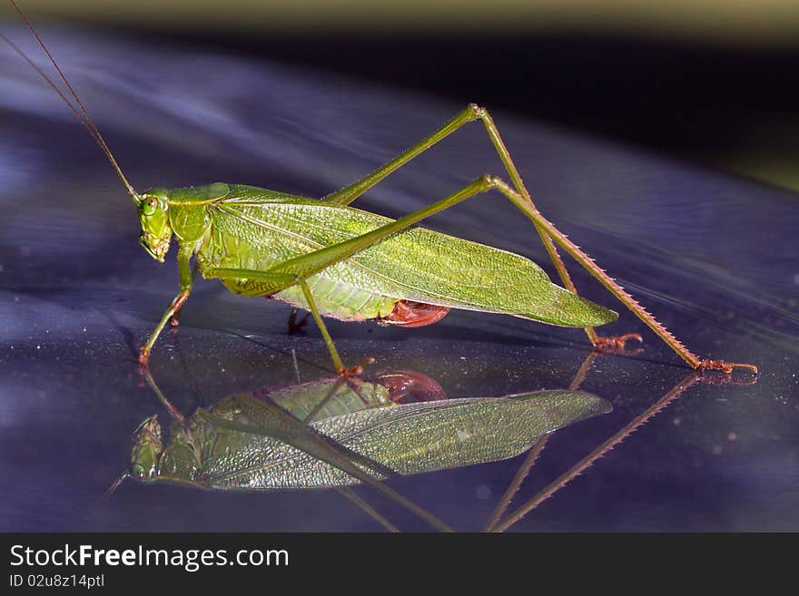 Macro of a green grasshopper (orthoptera caelifera) in horizontal orientation. Macro of a green grasshopper (orthoptera caelifera) in horizontal orientation