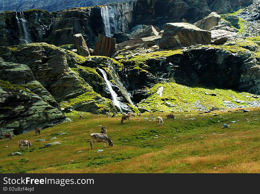 Alp, alpine pasture