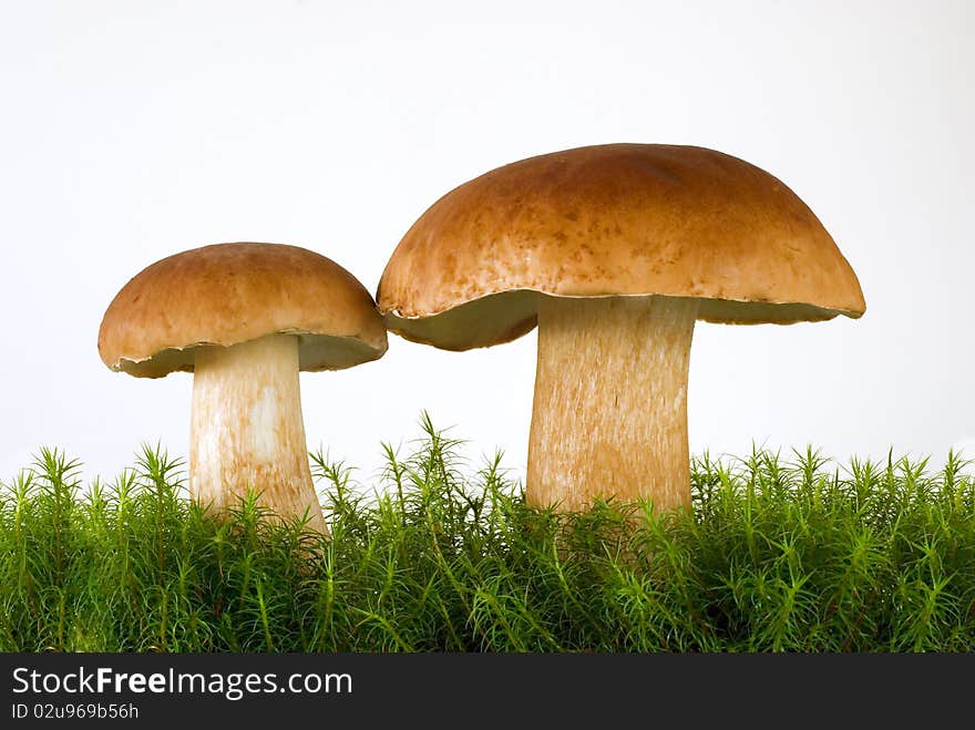 Boletus growing in the down on the white background. Boletus growing in the down on the white background