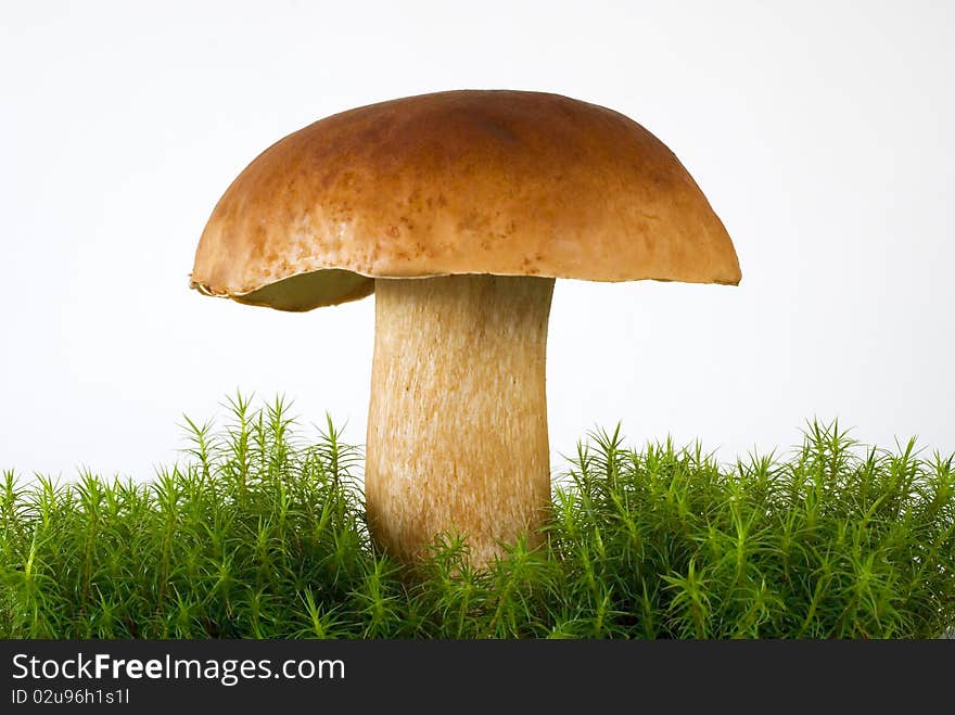 Boletus growing in the down on the white background. Boletus growing in the down on the white background