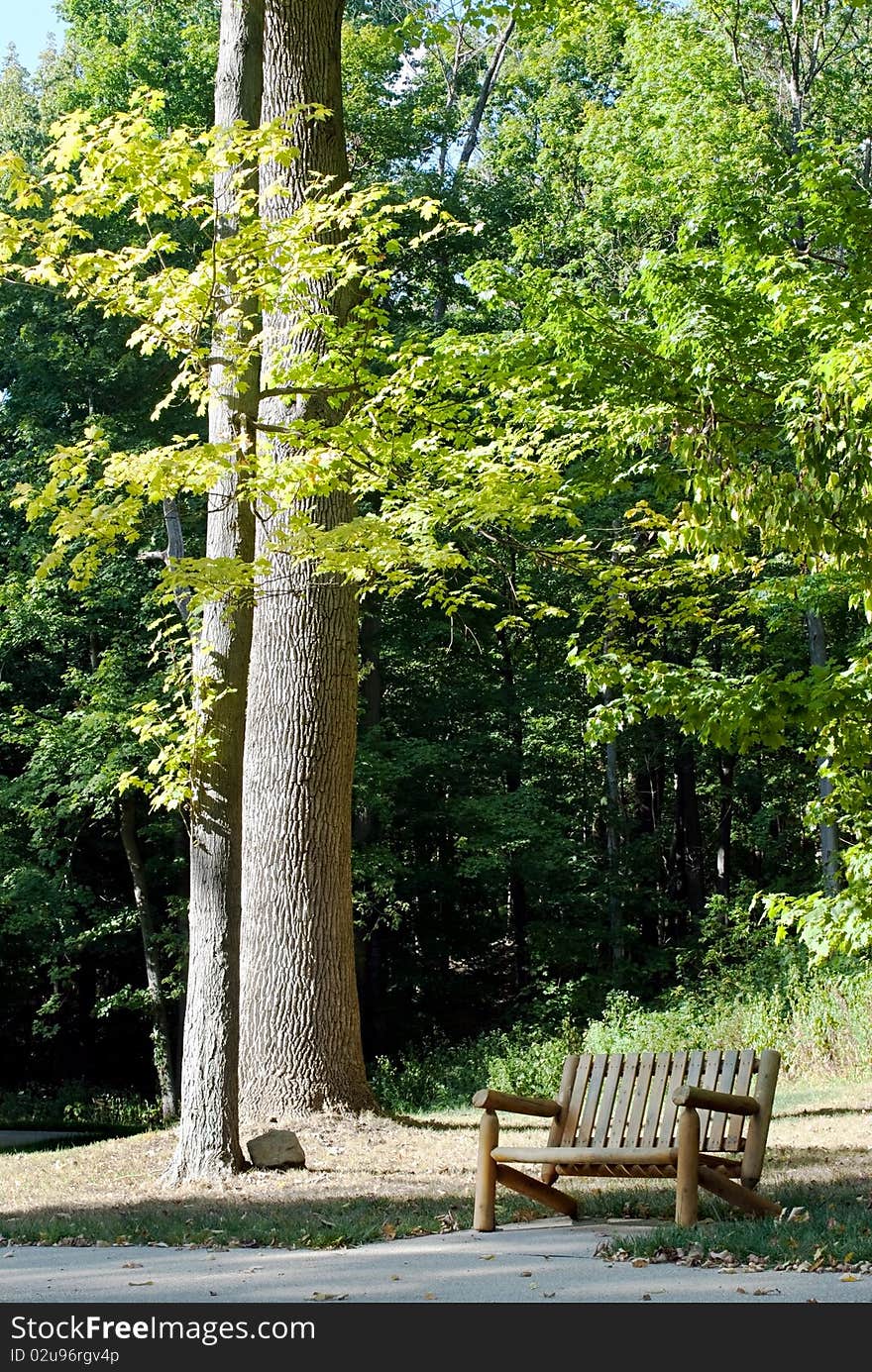 Wooden bench in clearing with tall trees. Wooden bench in clearing with tall trees.