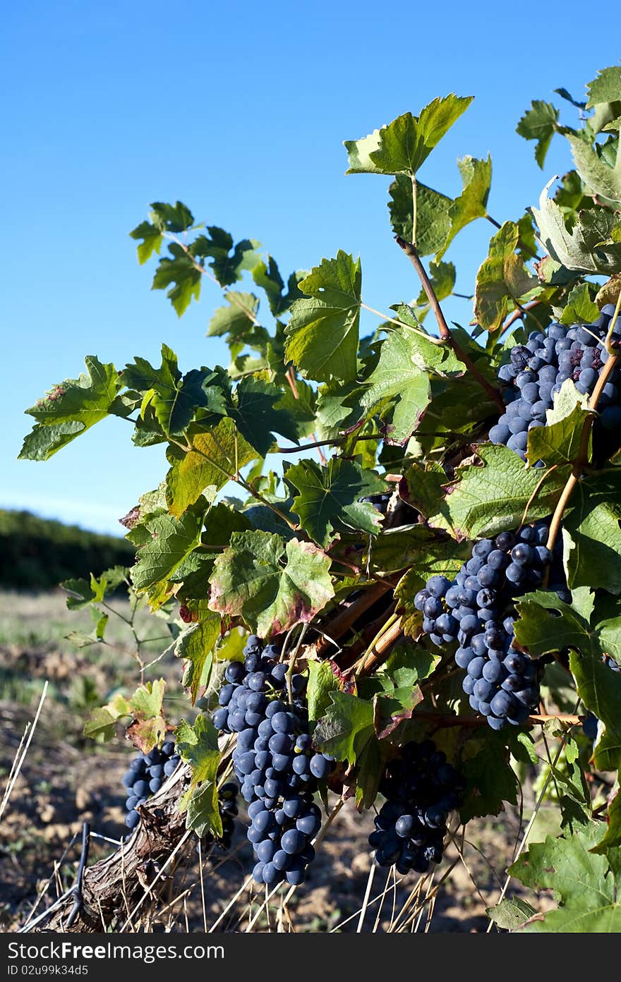 Clusters of ripe grapes in a vineyard. Clusters of ripe grapes in a vineyard