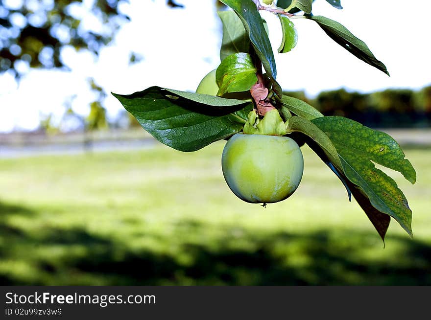 Persimmon on a tree 2