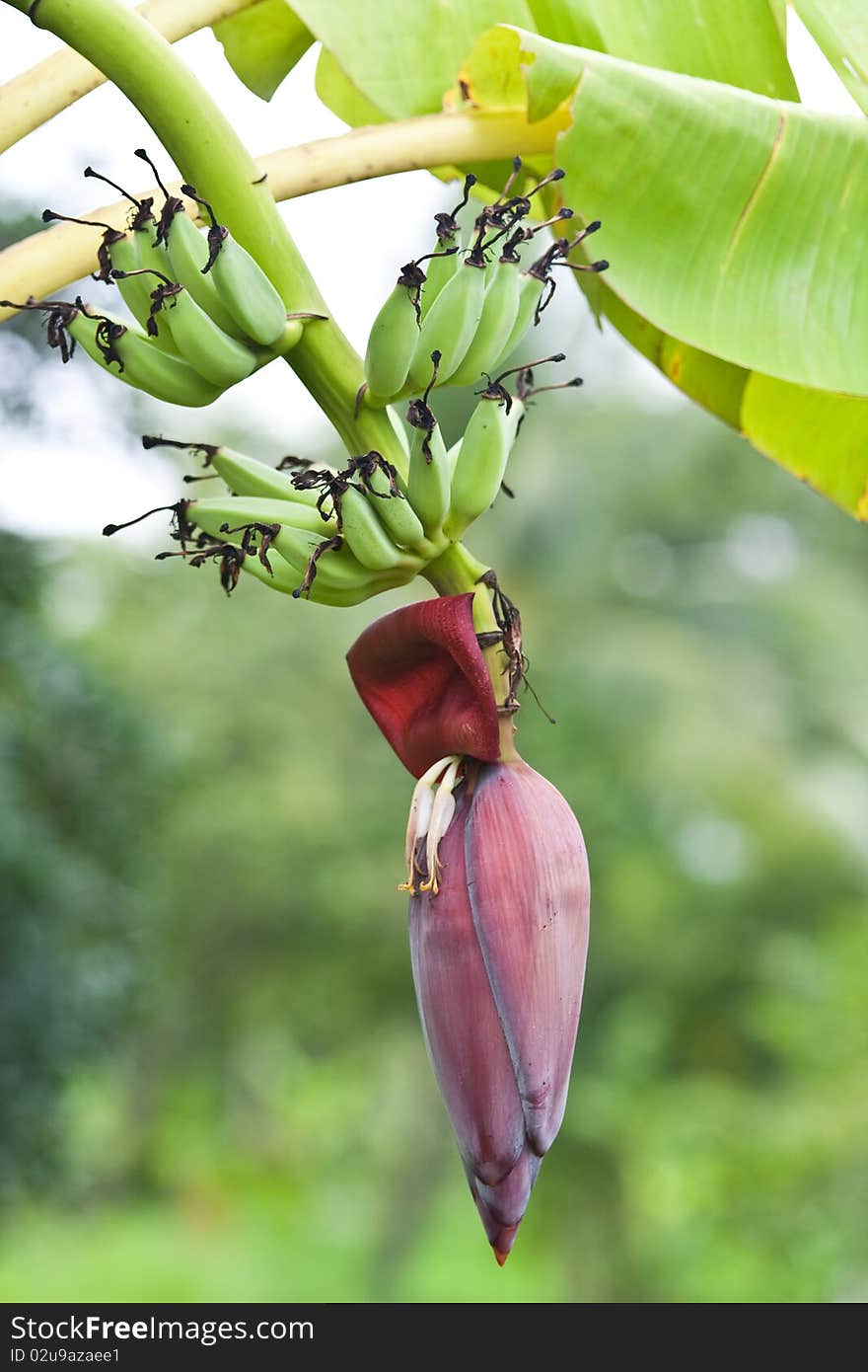 Banana blossom on the tree beside home