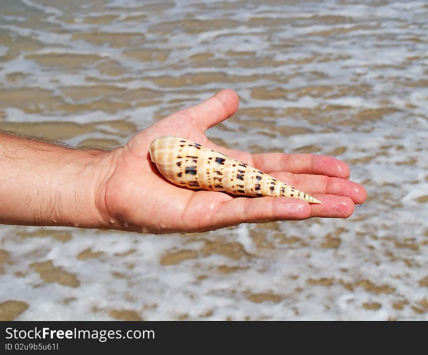 A hand holding a large seashell on beach background. A hand holding a large seashell on beach background