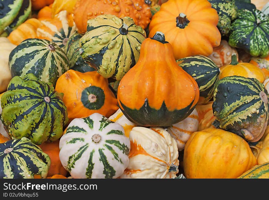 Colorful pumpkins collection on the autumn market