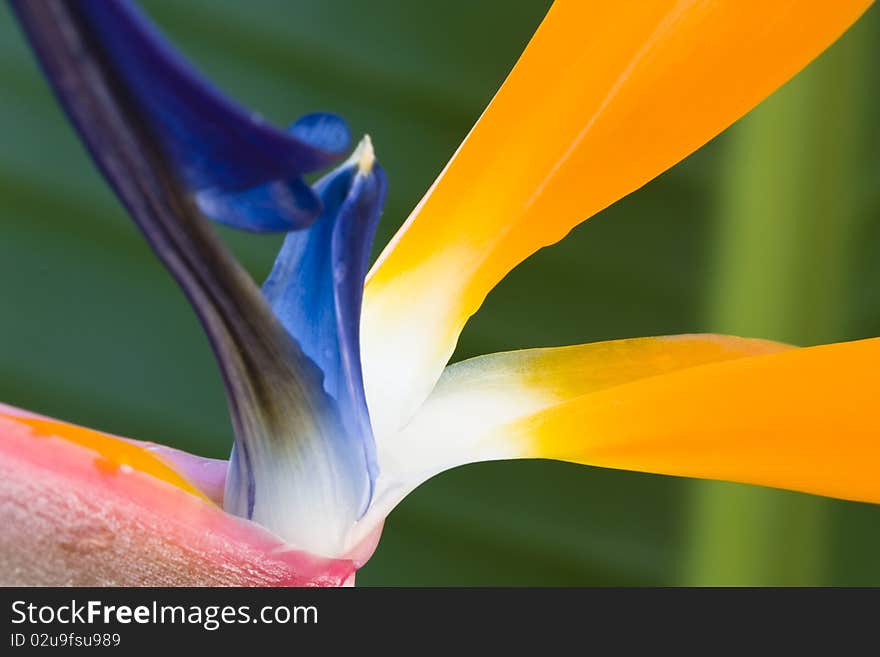 Vibrant closeup of a strelitzia flower over a green background